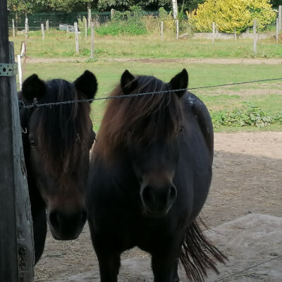 Jespers, Diane Diane Jespers